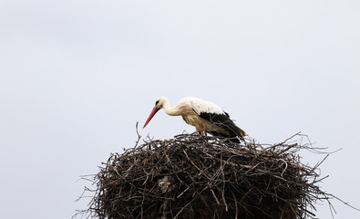 Stork in a nest on a spring day