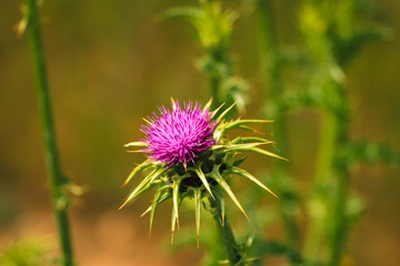 Flowering Spear Thistle (Cirsium vulgare) in a field