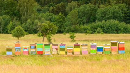 Colorful wooden bee hives stand in the clearing between trees.