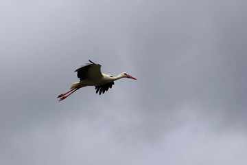 Stork flying with grey sky in background