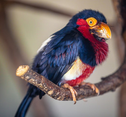 Bunter Vogel sitzt auf einem Ast