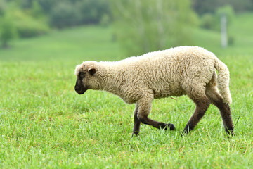 Obraz premium Domestic sheep on pasture on the green grass