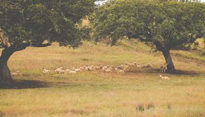 Flock of sheep under a cork oak