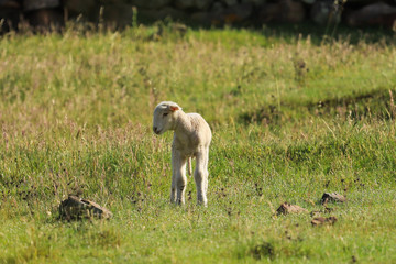 Obraz premium Small cute lamb gambolling in a meadow in a farm