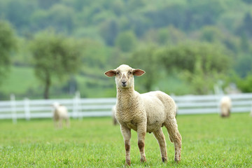 Obraz premium close-up of a sheep's head on the farm meadow