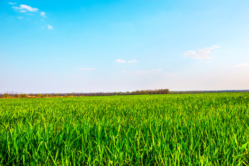 Green field at sunset