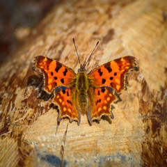 Obraz premium Orange butterfly sitting on a dry tree trunk.