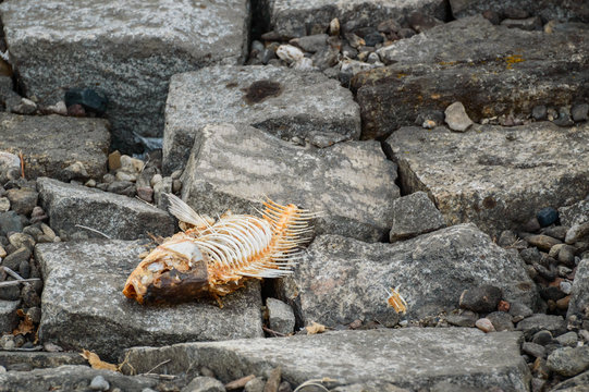  A fish thrown on the stony shore of the lake.