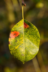 A withering colorful autumn leaf hanging from a branch.