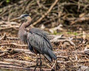 A great blue heron after trying for a fish dinner. 