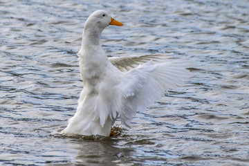 Large white heavy duck also known as America Pekin Duck, Long Island Duck, Pekin or Aylesbury Duck, Anas platyrhynchos domesticus flapping wings