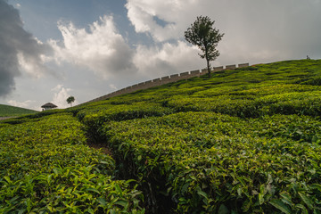 Fototapeta na wymiar munnar tea plantation at sunset kerala india green