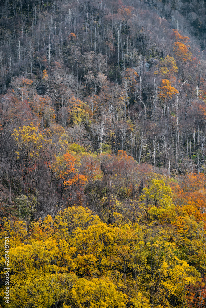 Wall mural fall view in great smoky mountains national park on the border of tennessee and north carolina