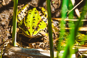 Edible frog, green frog, common water frog