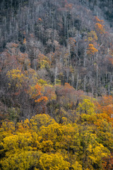 Obraz premium Fall View in Great Smoky Mountains National Park on the Border of Tennessee and North Carolina 