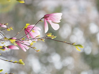 Magnolia blooms