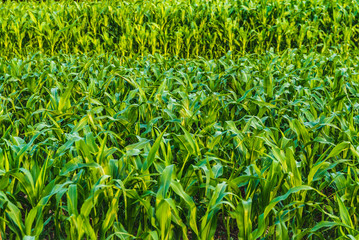 Green field of corn growing