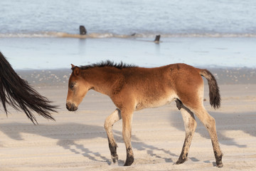 Wild Horses on the Northern End of the Outer Banks on the Beach at Corolla North Carolina