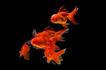 Fotobehang Carassius auratus goldfish Black background © gunungkawi