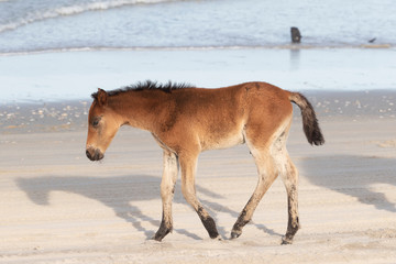 Wild Horses on the Northern End of the Outer Banks on the Beach at Corolla North Carolina