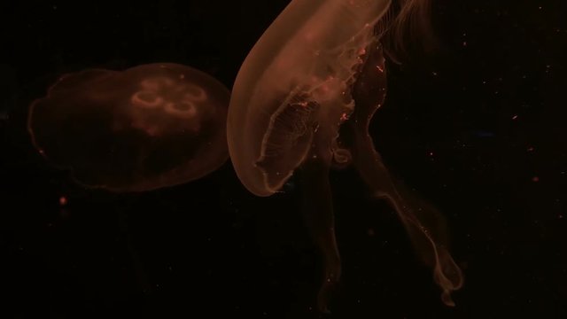 Moon jellyfish underwater in colourful backlight