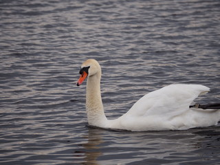 A white swan is flying in the water. 