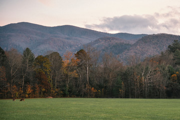 Fototapeta na wymiar Meadow in Great Smoky Mountains National Park on the Border of Tennessee and North Carolina 