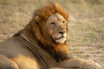 A beautiful pride of lions photographed in southern africa doing their business.