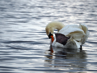 A white swan is flying in the water. 