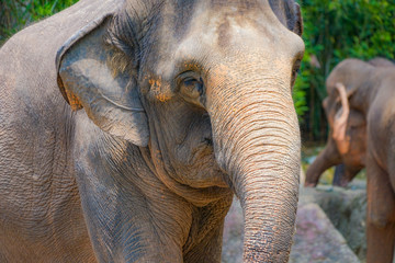 Fototapeta premium シンガポール動物園の象