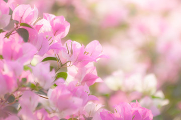 Fototapeta na wymiar Pink bougainvillea flowers blooming with blurred background