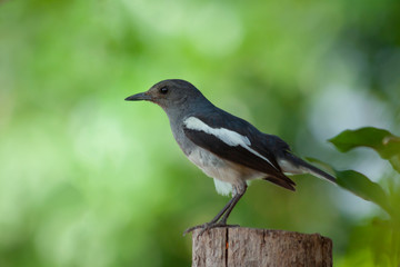 Fototapeta premium Oriental Magpie Robin Bird (Copsychus saularis) on a tree stump
