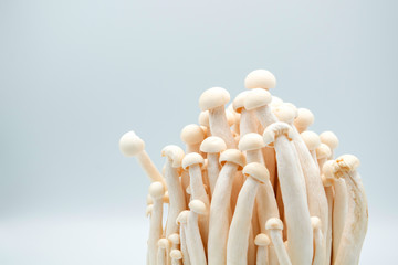 Nature fresh mashroom with free space