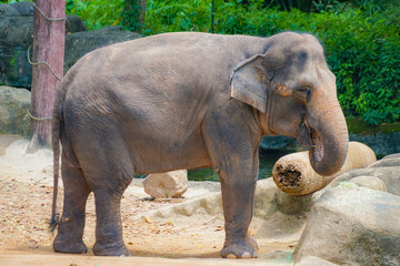 Fototapeta premium シンガポール動物園の象