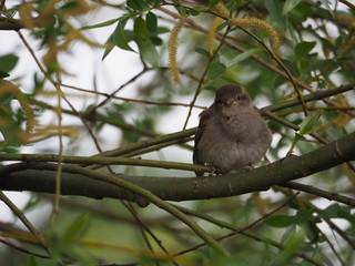 Young sparrow