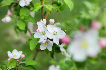  spring color of apple, open flowers and buds on the branches