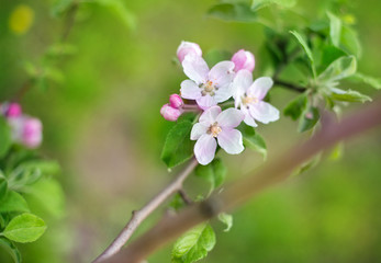  spring color of apple, open flowers and buds on the branches
