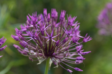 Allium senescens, Zierlauch, beginnt zu blühen