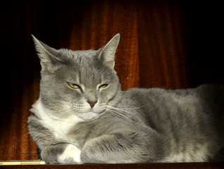 Portrait of a gray cat on a dark background. Cute pet