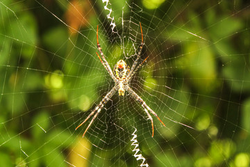 spider on a web