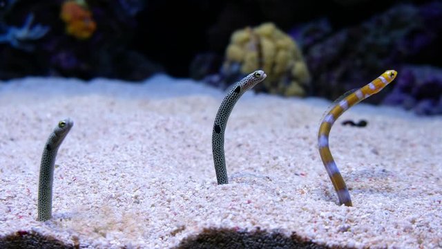 Spotted garden eels on the bottom of marine sea aquarium