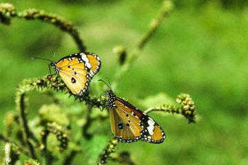 butterfly on flower