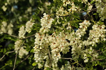 Blooming Robinia pseudoacacia, commonly known in its native territory as black locust.