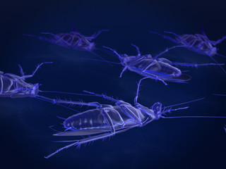 Cockroaches trapped in death, x-ray mode of dead cockroaches. 3Drendering