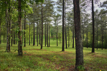 "In the Pines" a wet pine grove in spring blue ridge mountains ZDS Americana Landscapes Collection