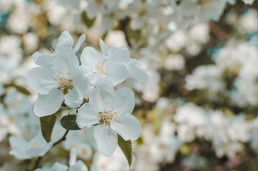 Fototapeta na wymiar Flowers of Apple blossom. Background of white, beautiful and spring plants.
