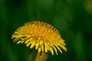 yellow dandelion flowers in green meadow
