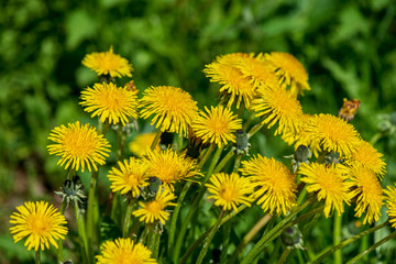 yellow dandelion flowers in green meadow