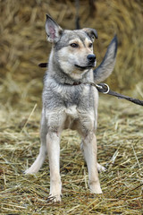 light gray dog half-breed on a background of hay