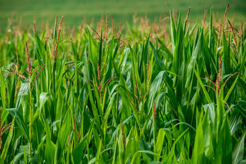 Obraz premium endless fields of corn under foggy sky with rain clouds